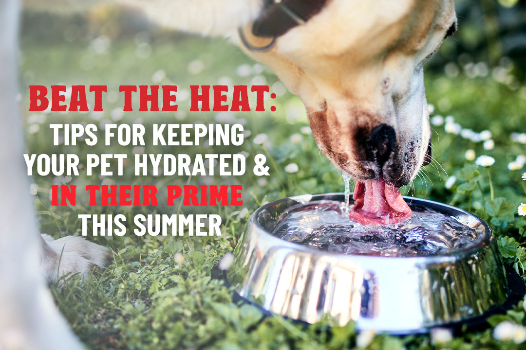 Beat the Heat: Tips for Keeping Your Pet Cool & Hydrated This Summer